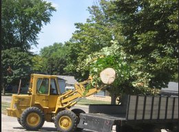 Panama City FL Tree Service Image